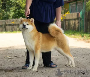 Zdjęcie №3. Akita. Federacja Rosyjska