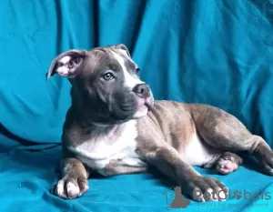 Zdjęcie №3. Wspaniały samiec American Staffordshire Terrier. Ukraina