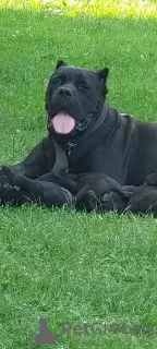 Zdjęcie №1. cane corso - na sprzedaż w Smederevska Palanka | negocjowane | Zapowiedź №64584