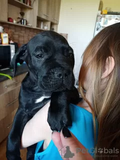 Dodatkowe zdjęcia: Szczeniaki Cane Corso