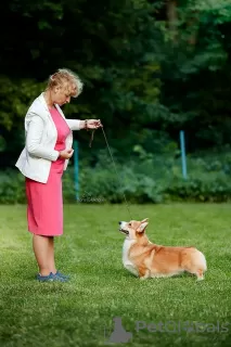 Dodatkowe zdjęcia: szczenięta welsh corgi pembroke od Championa