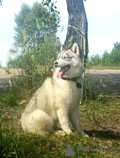 Zdjęcie №1. husky syberyjski - na sprzedaż w Woroneż | 2578zł | Zapowiedź №11611