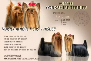 Dodatkowe zdjęcia: klubowe szczenięta YORKSHIRE TERRIER, FCI (KSU)