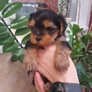 Zdjęcie №1. yorkshire terrier - na sprzedaż w Krym | 7626zł | Zapowiedź №9842