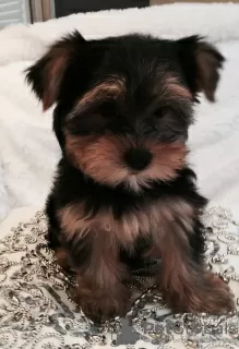 Zdjęcie №1. yorkshire terrier - na sprzedaż w Strasbourg | negocjowane | Zapowiedź №10211