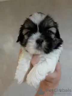 Dodatkowe zdjęcia: Shih Tzu