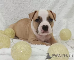 Dodatkowe zdjęcia: Szczenięta American Staffordshire Terrier