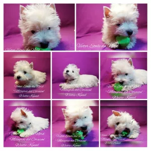 Zdjęcie №2 do zapowiedźy № 5923 na sprzedaż  west highland white terrier - wkupić się Ukraina od żłobka