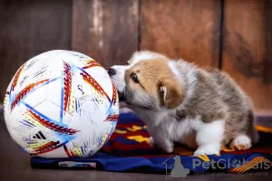 Dodatkowe zdjęcia: Wspaniałe szczenięta Pembroke Welsh Corgi