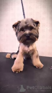 Zdjęcie №2 do zapowiedźy № 97740 na sprzedaż  yorkshire terrier - wkupić się Niemcy prywatne ogłoszenie