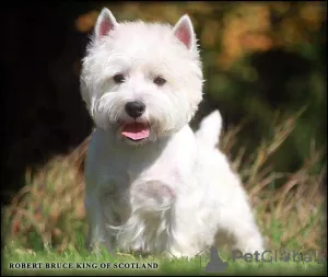 Dodatkowe zdjęcia: Hodowla oferuje szczenięta rasy west highland white terrier