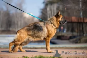 Dodatkowe zdjęcia: Owczarek niemiecki