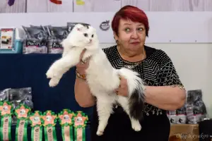 Zdjęcie №3. Scottish Fold chłopiec z dokumentami. Federacja Rosyjska