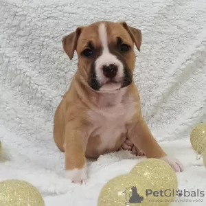 Dodatkowe zdjęcia: Szczenięta American Staffordshire Terrier