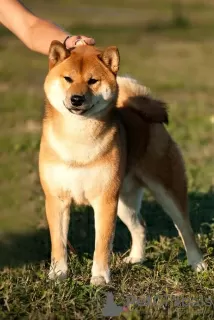 Zdjęcie №3. Samiec Shiba Inu, Shiba Inu, Shiba Inu jest otwarty na krycie w Federacja Rosyjska. Zapowiedź № 14096