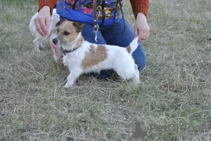 Dodatkowe zdjęcia: Sprzedam szczenięta Jack Russell Terrier