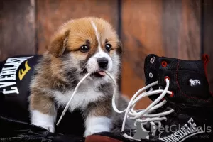 Dodatkowe zdjęcia: Wspaniałe szczenięta Pembroke Welsh Corgi