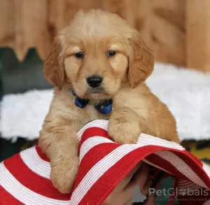 Zdjęcie №2 do zapowiedźy № 99403 na sprzedaż  golden retriever - wkupić się Niemcy prywatne ogłoszenie