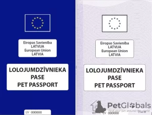 Zdjęcie №2. Usługi dostawy i transportu kotów i psów w Ukraina. Price - negocjowane. Zapowiedź № 96981