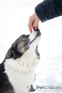 Dodatkowe zdjęcia: Cudowny pies Hanik szuka domu!