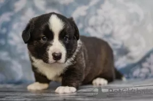 Zdjęcie №3. Męski kardigan walijski corgi. Ukraina