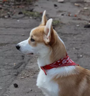 Dodatkowe zdjęcia: Dziewczyna Welsh Corgi Pembroke