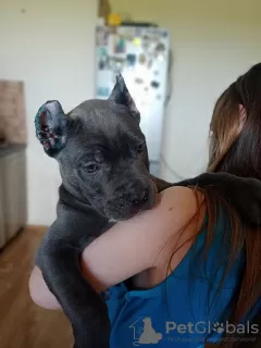 Dodatkowe zdjęcia: Szczeniaki Cane Corso