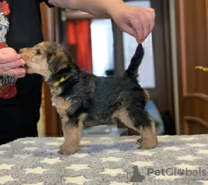 Dodatkowe zdjęcia: Szczenięta Lakeland Terrier