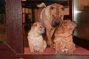 Zdjęcie №4. Sprzedam shar pei w Twer. prywatne ogłoszenie - cena - negocjowane