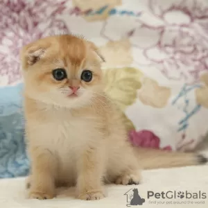 Zdjęcie №3. Doskonałe kocięta Scottish Fold z rodowodem. Niemcy