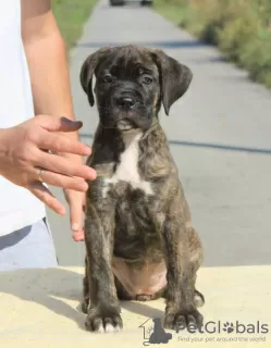 Zdjęcie №1. cane corso - na sprzedaż w Vršac | negocjowane | Zapowiedź №71633