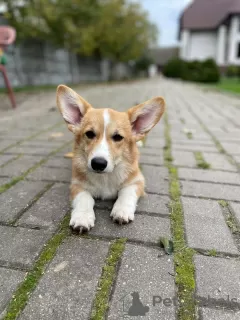 Dodatkowe zdjęcia: Do sprzedania corgi