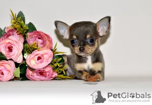 Zdjęcie №1. chihuahua (rasa psów) - na sprzedaż w Москва | 6188zł | Zapowiedź №32612