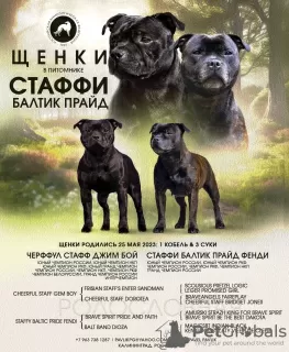 Zdjęcie №1. staffordshire bull terrier - na sprzedaż w Kaliningrad | 2578zł | Zapowiedź №74564