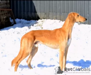 Dodatkowe zdjęcia: Szczenięta saluki, suczki i samce