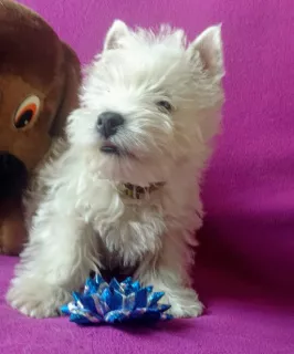 Zdjęcie №2 do zapowiedźy № 5987 na sprzedaż  west highland white terrier - wkupić się Ukraina od żłobka