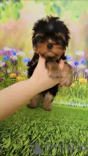 Zdjęcie №1. yorkshire terrier - na sprzedaż w Эспоо | 4784zł | Zapowiedź №129650