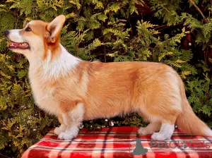 Dodatkowe zdjęcia: Szczeniak walijski Corgi Pembroke