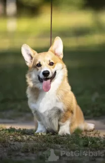 Zdjęcie №2 do zapowiedźy № 68881 na sprzedaż  welsh corgi - wkupić się Federacja Rosyjska hodowca