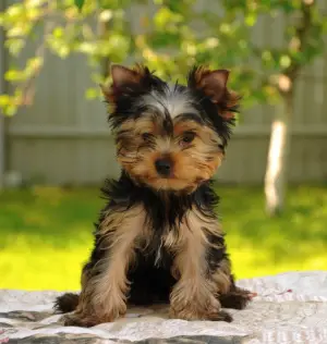 Zdjęcie №4. Sprzedam yorkshire terrier w Podolsk. od żłobka, hodowca - cena - 2723zł