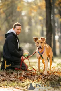 Dodatkowe zdjęcia: Lyon to prawdziwy przyjaciel i jasna gwiazda przewodnia!