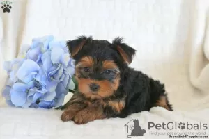 Zdjęcie №3. Szczeniaki yorkshire terrier. Niemcy