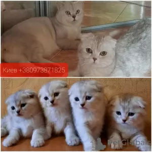 Zdjęcie №2 do zapowiedźy № 10811 na sprzedaż  scottish fold - wkupić się Ukraina hodowca