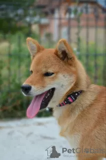 Dodatkowe zdjęcia: Shiba Inu szczeniaki