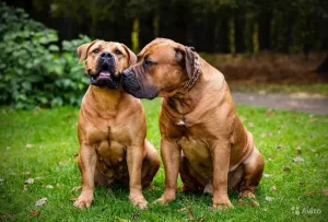 Dodatkowe zdjęcia: Boerboel z Afryki Południowej