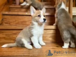 Zdjęcie №1. welsh corgi - na sprzedaż w Uusikaupunki | negocjowane | Zapowiedź №55305