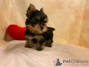 Zdjęcie №2 do zapowiedźy № 13358 na sprzedaż  yorkshire terrier - wkupić się Szwajcaria prywatne ogłoszenie