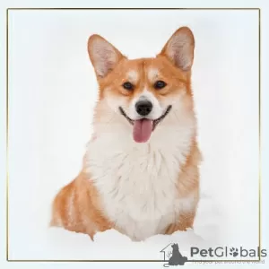 Dodatkowe zdjęcia: szczenięta welsh corgi pembroke od Championa