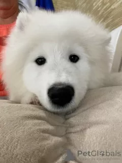 Dodatkowe zdjęcia: Szczeniaki rasy Samoyed