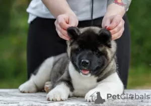 Zdjęcie №2 do zapowiedźy № 121052 na sprzedaż  akita amerykańska - wkupić się Federacja Rosyjska od żłobka, hodowca